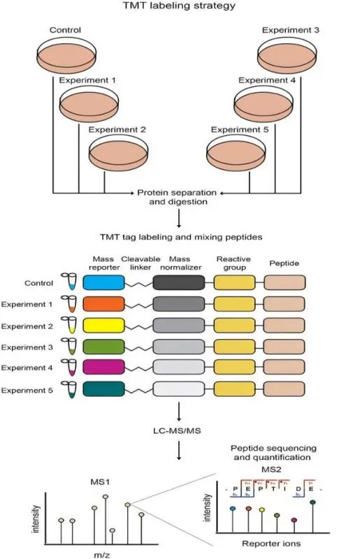 Schematic view of TMT quantitative proteomics strategies Schematic view of TMT quantitative proteomics strategies